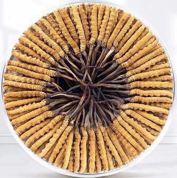 防城冬虫夏草回收